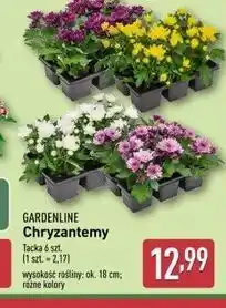 ALDI Chryzantemy Gardenline oferta