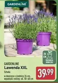 ALDI Lawenda xxl Gardenline oferta