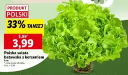 Lidl Polska sałata batavska z korzeniem oferta