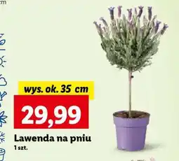 Lidl Lawenda na pniu oferta