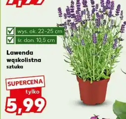 Kaufland Lawenda wąskolistna Sztuka oferta