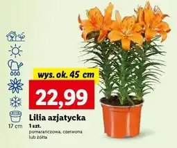 Lidl Lilia azjatycka oferta