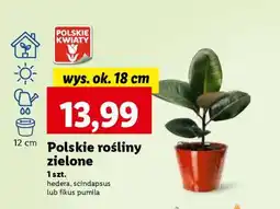 Lidl Polskie rośliny zielone oferta