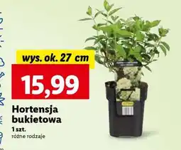 Lidl Hortensja bukietowa oferta