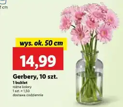 Lidl Gerbery 10 szt oferta