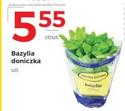 Frac Bazylia doniczka oferta