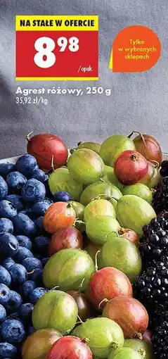 Biedronka Agrest różowy Biedronka oferta