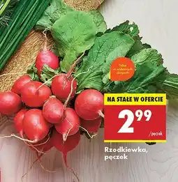 Biedronka Rzodkiewka Biedronka oferta