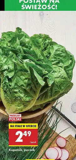 Biedronka Koperek Biedronka oferta