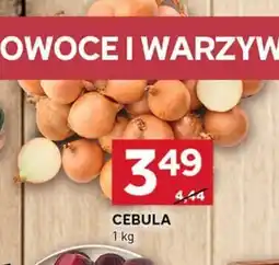 Stokrotka Optima Cebula oferta