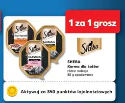 Kaufland SHEBA Karma dla kotów oferta