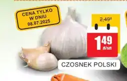 Bingo Czosnek polski oferta