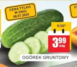 Bingo Ogórek gruntowy oferta
