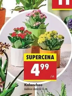 Biedronka Kalanchoe oferta