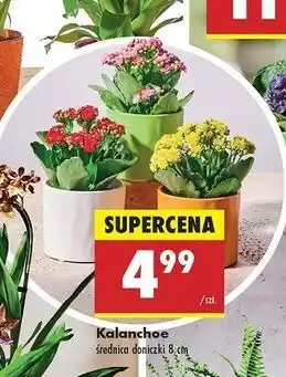 Biedronka Kalanchoe oferta