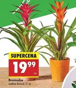 Biedronka Bromelia oferta
