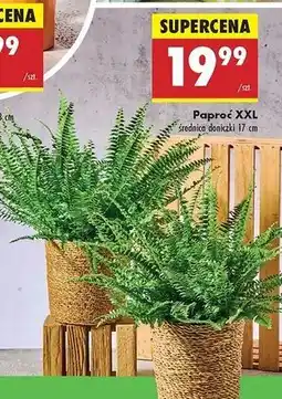Biedronka Paproć oferta