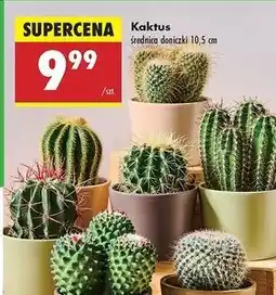 Biedronka Kaktus don. 10.5 cm oferta