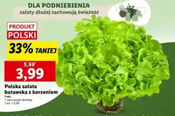 Lidl Sałata batawska oferta