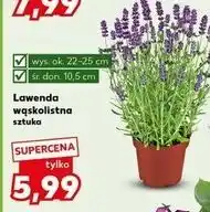 Kaufland Lawenda wąskolistna don. 10.5 cm oferta