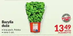 Makro Bazylia duża Makro oferta