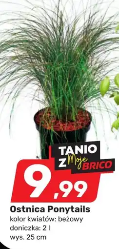 Bricomarche Roślina doniczkowa oferta