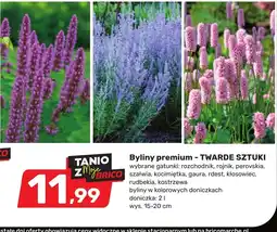 Bricomarche Byliny Premium oferta
