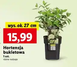 Lidl Hortensja Ok oferta
