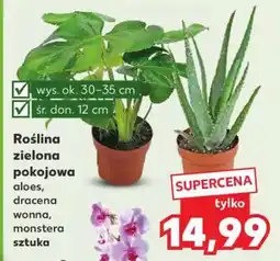 Kaufland Roślina zielona pokojowa oferta