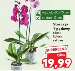 Kaufland Storczyk 1-pędowy oferta