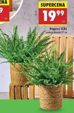 Biedronka Paproć XXL oferta