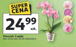 Auchan Storczyk 2 pędowy doniczka śr. 12 cm oferta