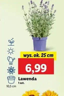 Lidl Lawenda 25 cm oferta
