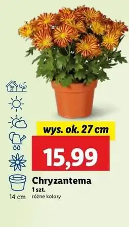 Lidl Chryzantema 27 cm oferta