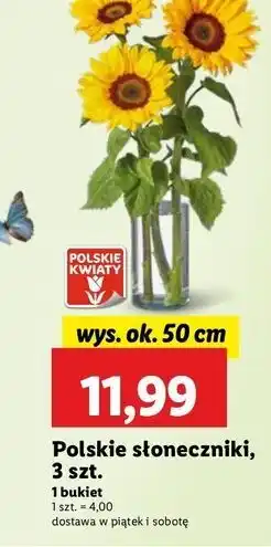 Lidl Słonecznik 50 cm oferta