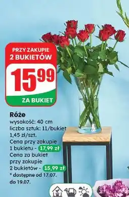 Dino Róże oferta