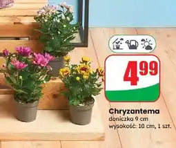 Dino Chryzantema oferta