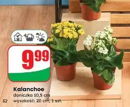 Dino Kalanchoe doniczka 10.5 cm oferta