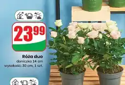 Dino Róża duo don. 14 cm oferta