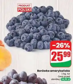 Dino Borówka amerykańska oferta