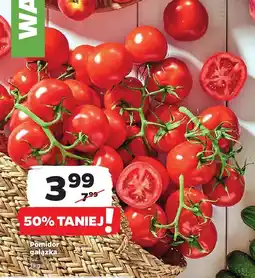 Netto Pomidor gałązka Netto oferta