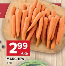 Stokrotka Marchew Stokrotka oferta