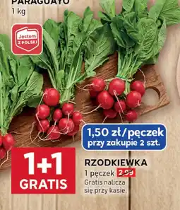 Stokrotka Rzodkiewka Stokrotka oferta