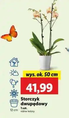 Lidl Storczyk dwupędowy oferta