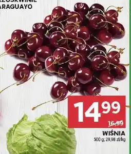 Stokrotka Wiśnia Stokrotka oferta