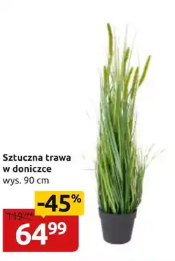 Black Red White Trawa w doniczce oferta