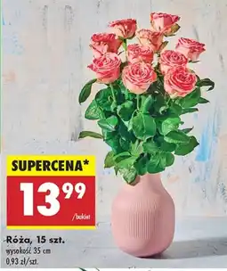 Biedronka Róża oferta