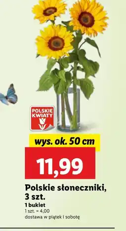 Lidl Słoneczniki Polskie kwiaty oferta