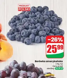 Dino Borówka amerykańska Polski oferta