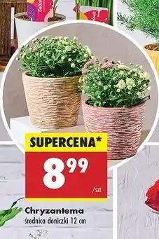 Biedronka Chryzantema don. 12 cm oferta